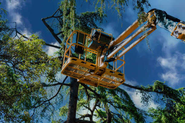 Reliable Holley, NY  Tree Services Solutions